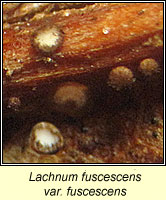 Lachnum fuscescens var fuscescens