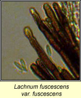 Lachnum fuscescens var fuscescens