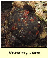 Nectria magnusiana