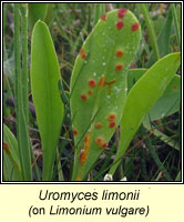 Uromyces limonii
