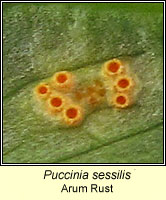 Puccinia sessilis