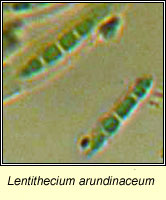 Lentithecium arundinaceum