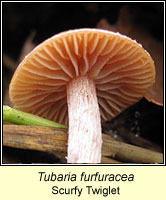Tubaria furfuracea, Scurfy Twiglet