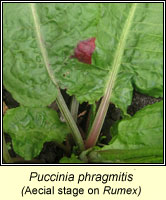 Puccinia phragmitis
