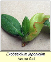 Exobasidium vaccinii, Azalea Gall