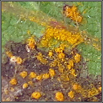 Phragmidium violaceum, Violet Bramble Rust