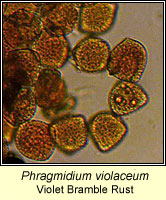 Phragmidium violaceum, Violet Bramble Rust