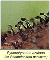 Pycnostysanus azaleae