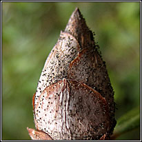 Pycnostysanus azaleae