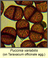 Puccinia variabilis