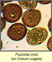 Puccinia cnici
