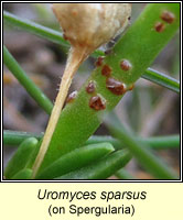 Uromyces sparsus