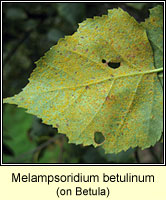 Melampsoridium betulinum