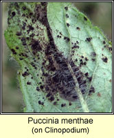 Puccinia menthae