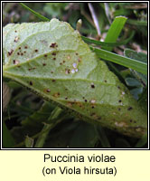 Puccinia violae