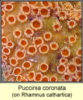 Puccinia coronata