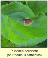 Puccinia coronata