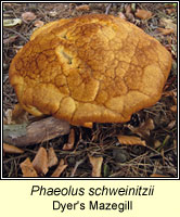 Phaeolus schweinitzii, Dyer's Mazegill