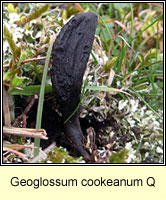 Geoglossum cookeanum
