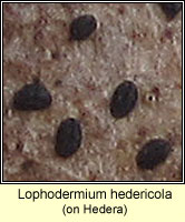 Lophodermium hedericola