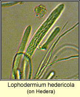 Lophodermium hedericola