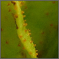 Endophyllum euphorbiae-silvaticae