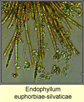 Endophyllum euphorbiae-silvaticae