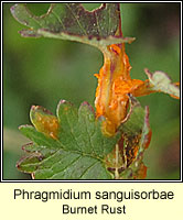 Phragmidium sanguisorbae, Burnet Rust
