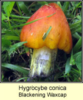 Hygrocybe conica, Blackening Waxcap
