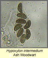 Hypoxylon intermedium, Ash Woodwart