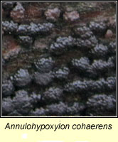 Annulohypoxylon cohaerens