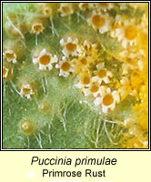 Puccinia primulae, Primrose Rust