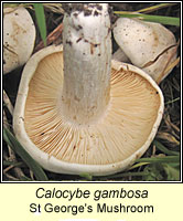 Calocybe gambosa, St George's Mushroom