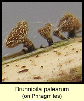 Brunnipila palearum