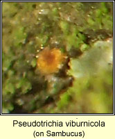 Pseudotrichia viburnicola