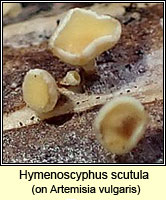 Hymenoscyphus scutula