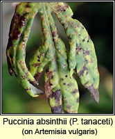 Puccinia absinthii