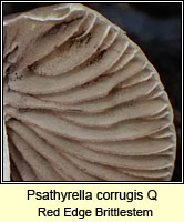 Psathyrella corrugis Q, Red Edge Brittlestem