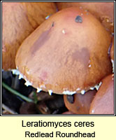 Leratiomyces ceres, Redlead Roundhead