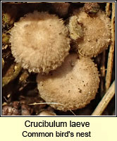 Crucibulum laeve, Common bird's nest