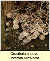 Crucibulum laeve, Common bird's nest
