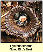 Cyathus striatus, Fluted Bird's Nest