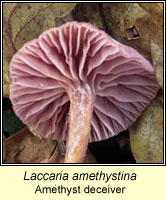Laccaria amethystina, Amethyst deceiver