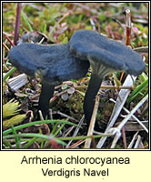 Arrhenia chlorocyanea, Verdigris Navel