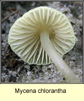 Mycena chlorantha