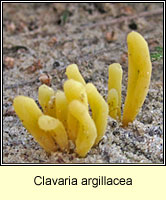 Clavaria argillacea, Moor Coral