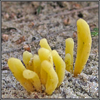 Moor Coral, Clavaria argillacea