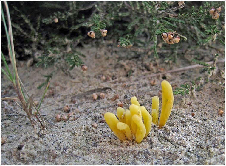 Moor Coral, Clavaria argillacea