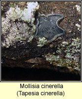 Mollisia cinerella, Tapesia cinerella