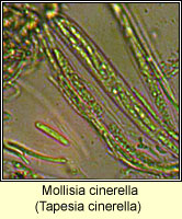 Mollisia cinerella, Tapesia cinerella